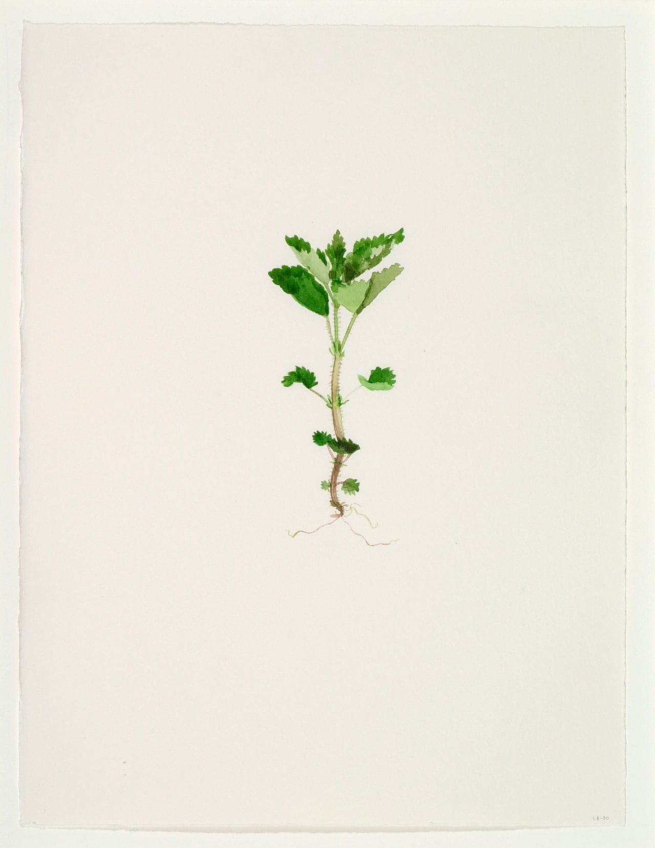 Art work: Line Bergseth, Flowers and Weeds, 2000