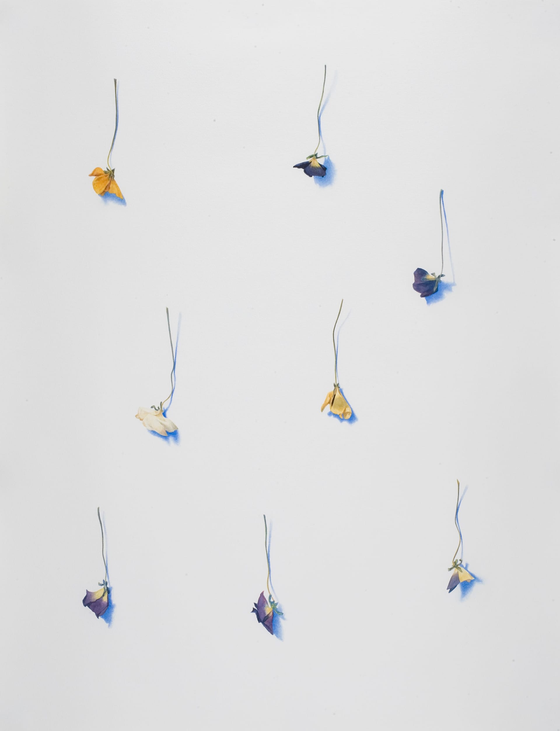 Art work: Anne Koskinen, 26 XII 2000 from the series VerLust (Steiffmütterchen), 2000