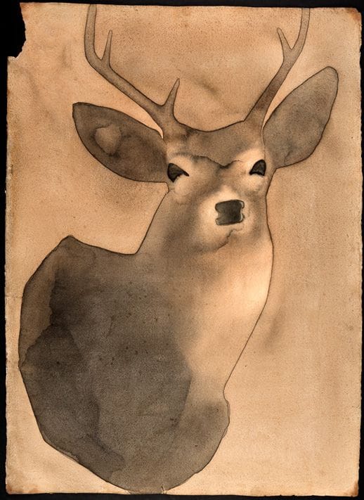 Deer