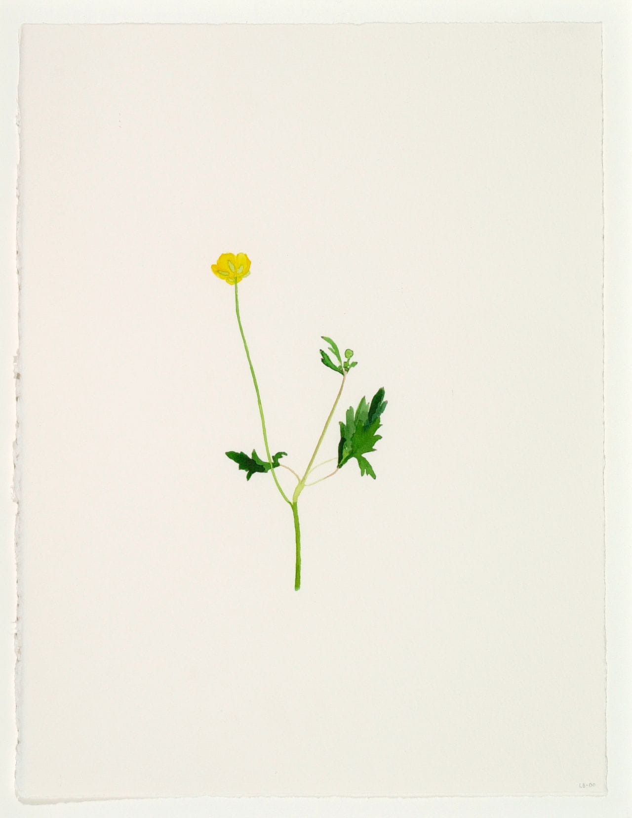 Art work: Line Bergseth, Flowers and Weeds, 2000