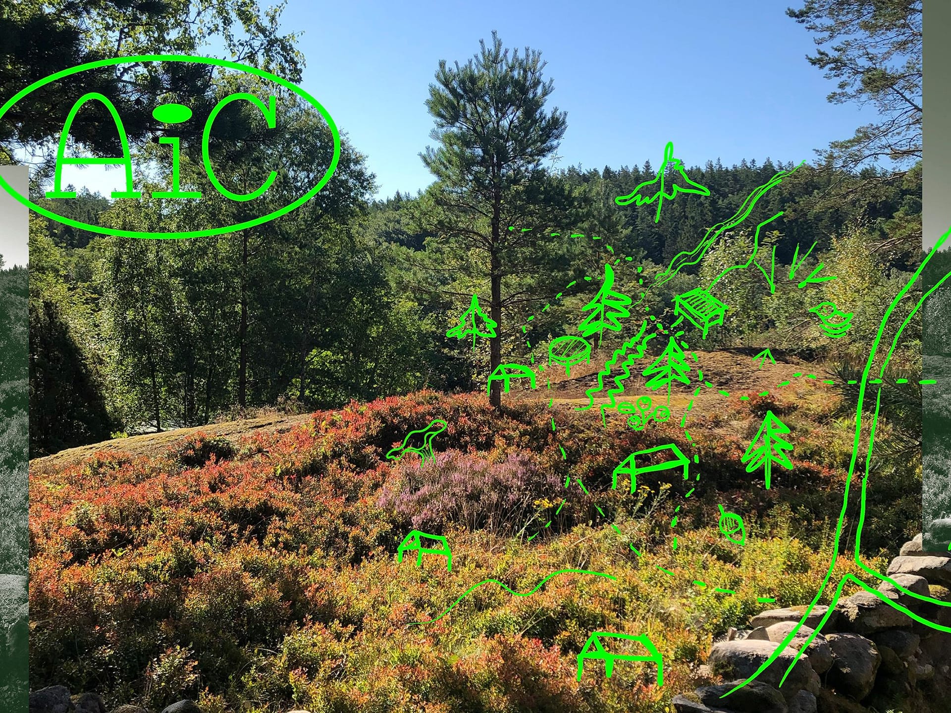 AiC, forest and illustration