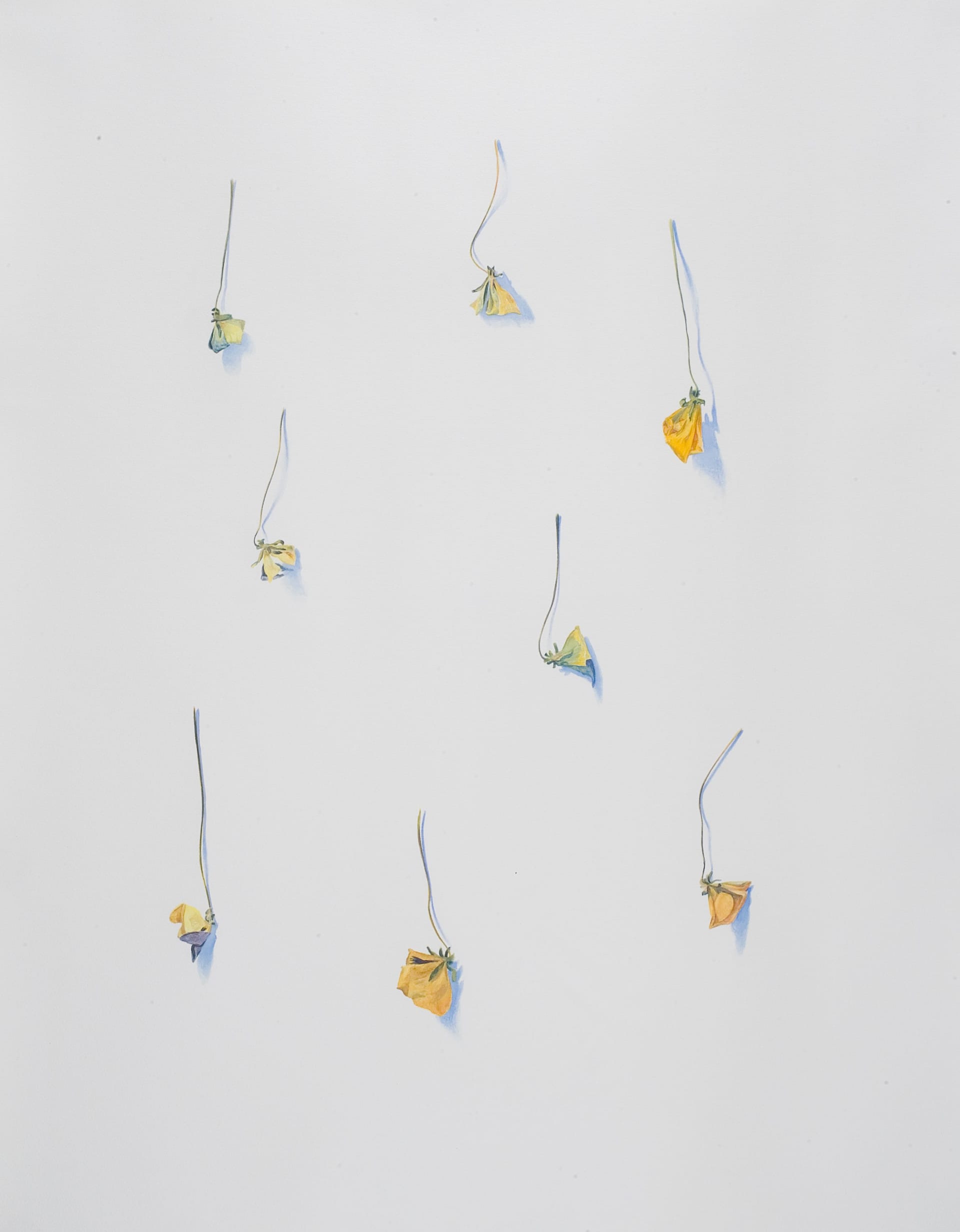 Art work: Anne Koskinen, 23 XII 2000 from the series VerLust (Steiffmütterchen), 2000