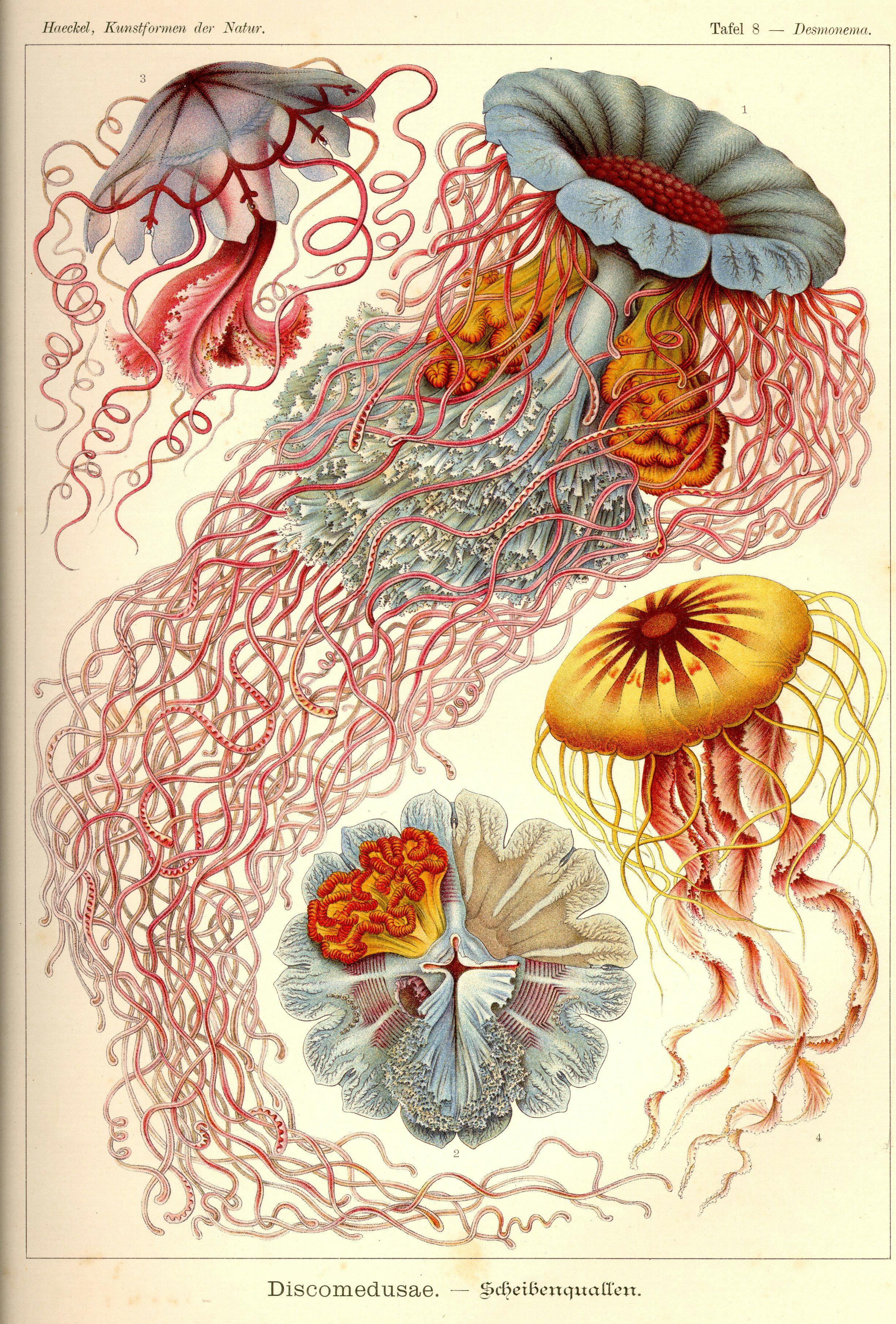 Konstverk: Ernst Haeckel, Kunstformen der Natur, plate 8, 1899–1904