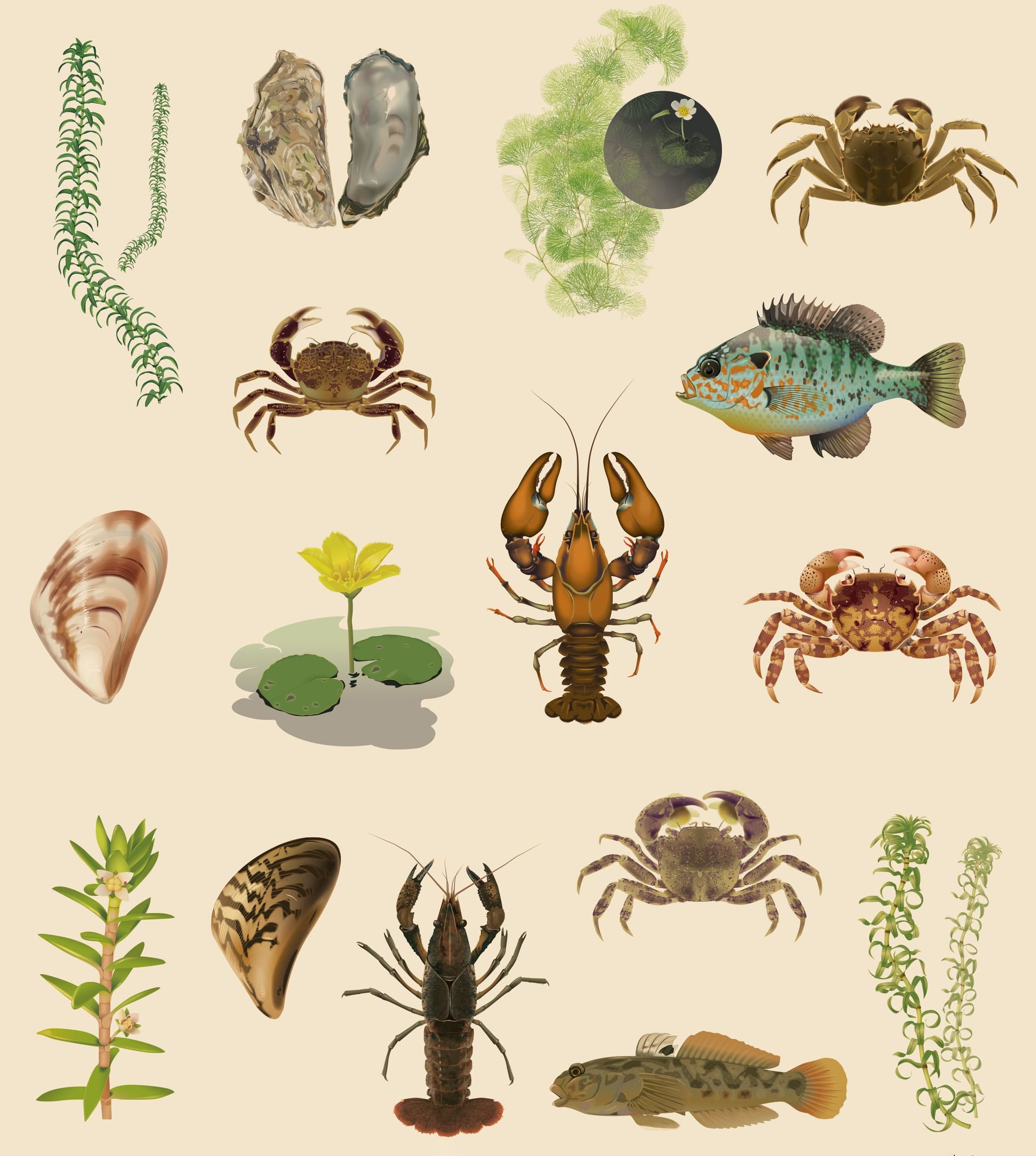 Illustrations of invasive species in the ocean