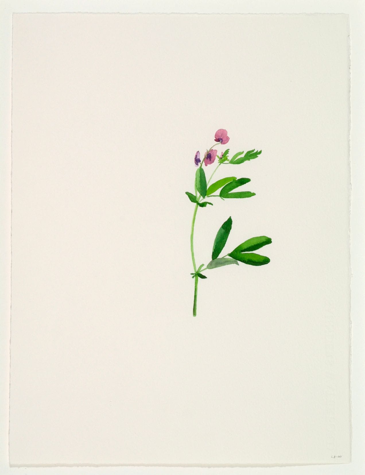 Art work: Line Bergseth, Flowers and Weeds, 2000