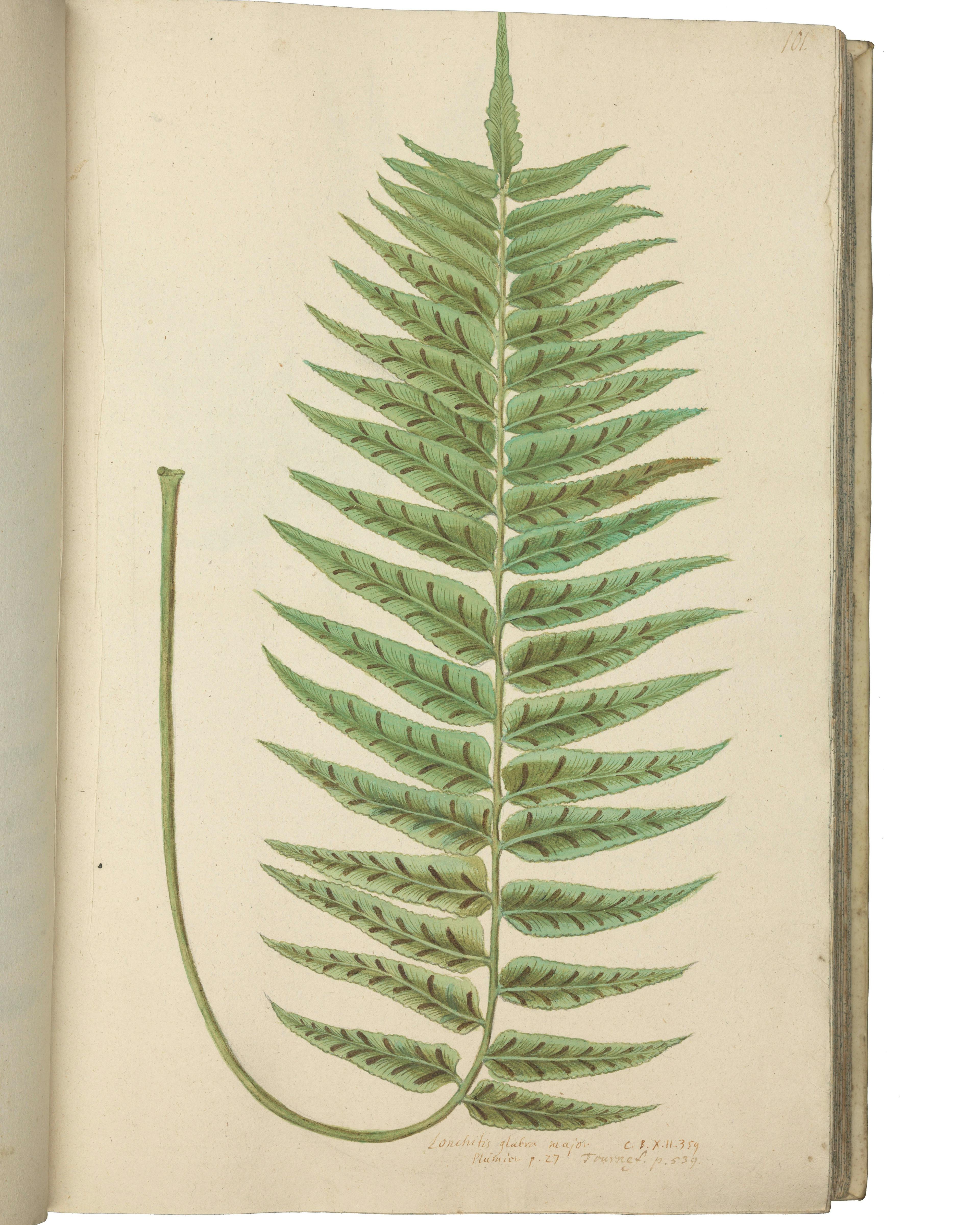 Konstverk: Olof Rudbeck den äldre, Blomboken, Lib X. Polypodiaceae, Synanthereae etc. (s. 101), 1689–1709