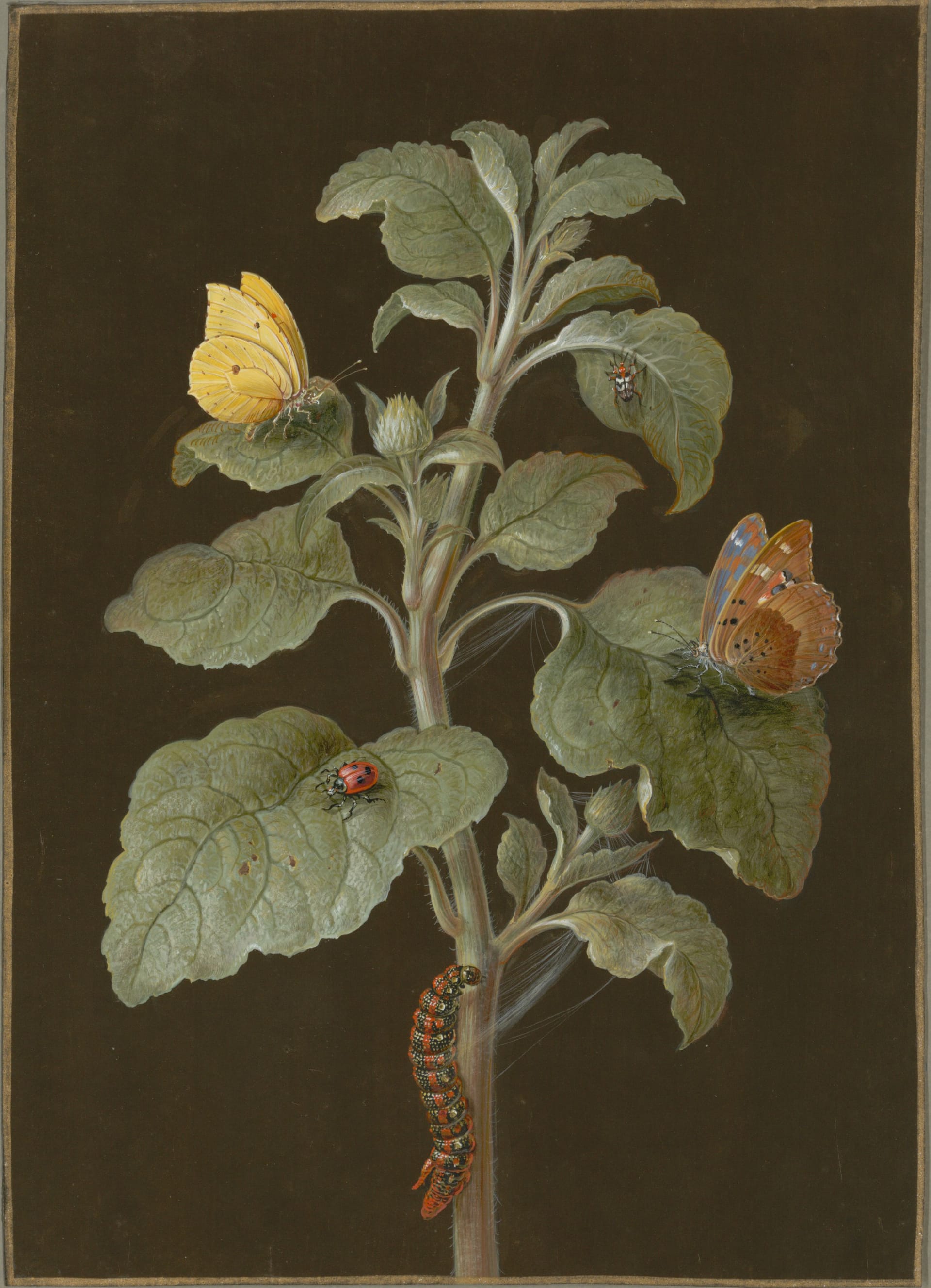 Konstverk Barbara Regina Dietzsch, Planta med citronfjäril, fjäril, larv, nyckelpiga och svartvitrandig skalbagge, (odaterad)