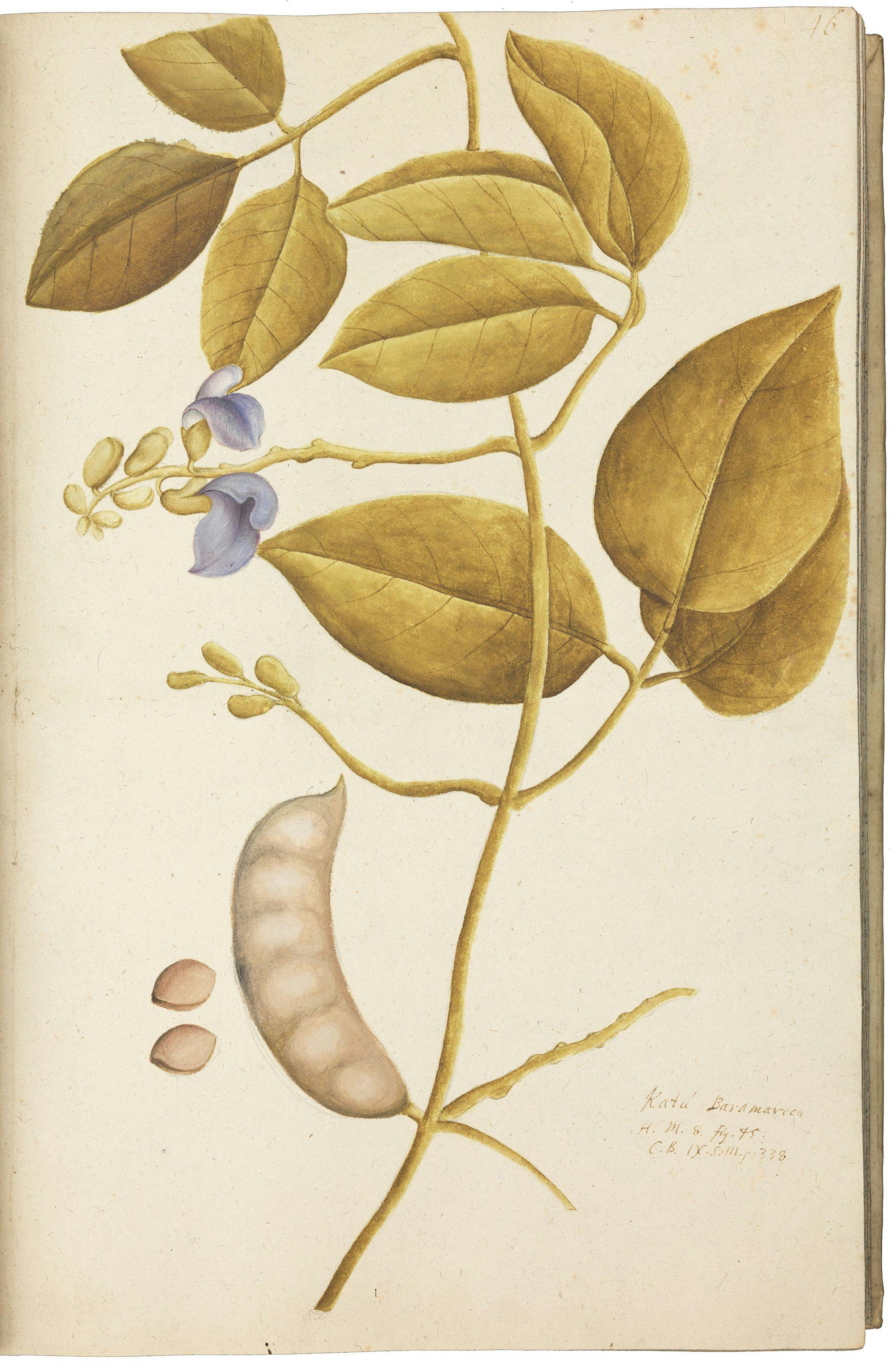Artwork: page from Olof Rudbeck the Elder's Book of Flowers no 9 (p. 46), 1689–ca. 1709