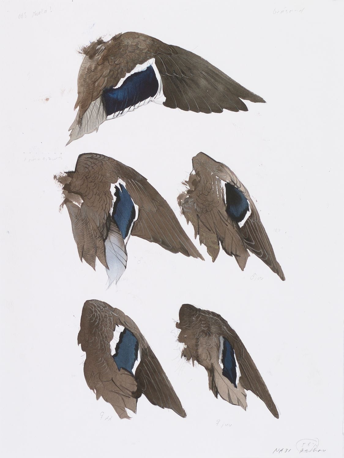 Artwork: Göran Dalhov, Wing character mallard, from the series "Our wild animals", 1980