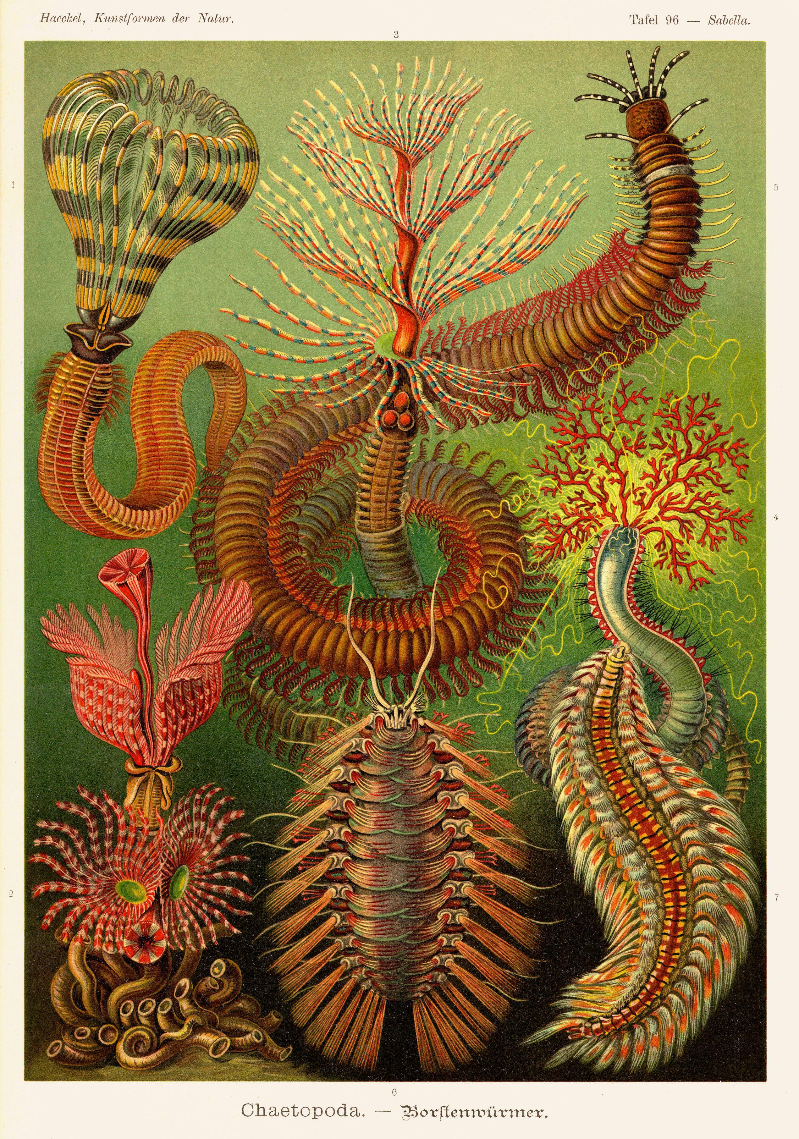 Konstverk: Ernst Haeckel, Kunstformen der Natur, plate 96, 1899–1904